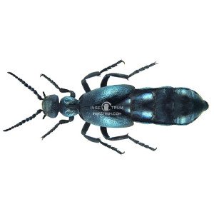 MELOIDAE SP